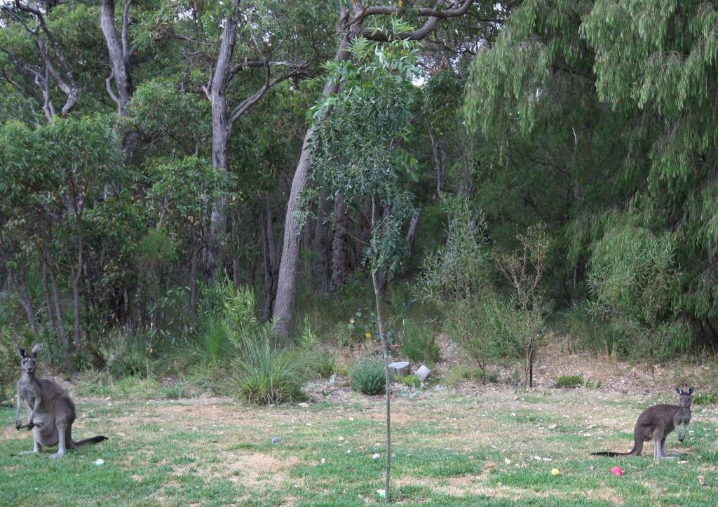 Margaret River Bed & Breakfast Dış mekan fotoğraf